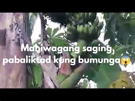 pinayflix saging|Sa Dilim Pinapak ni Claring Ang Mahiwagang Saging ni Mang.